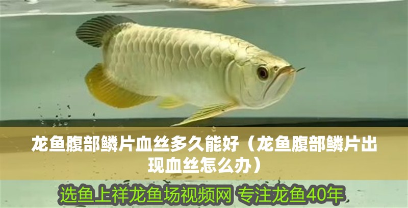 龍魚腹部鱗片血絲多久能好（龍魚腹部鱗片出現血絲怎么辦）