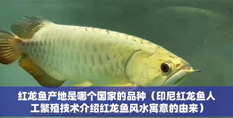 紅龍魚產(chǎn)地是哪個(gè)國(guó)家的品種（印尼紅龍魚人工繁殖技術(shù)介紹紅龍魚風(fēng)水寓意的由來）