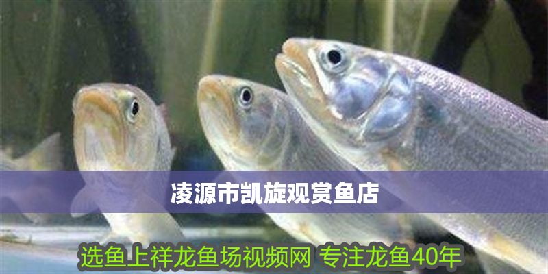 凌源市凱旋觀賞魚店 全國水族館企業名錄 第1張 凌源市凱旋觀賞魚店 凌源市凱旋觀賞魚店 全國水族館企業名錄 第1張