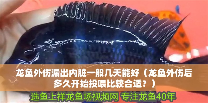 龍魚外傷漏出內臟一般幾天能好（龍魚外傷后多久開始投喂比較合適？）