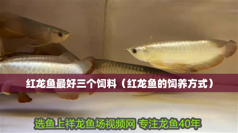 紅龍魚最好三個飼料（紅龍魚的飼養方式）