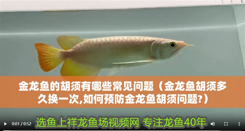 金龍魚的胡須有哪些常見問題（金龍魚胡須多久換一次,如何預(yù)防金龍魚胡須問題?）
