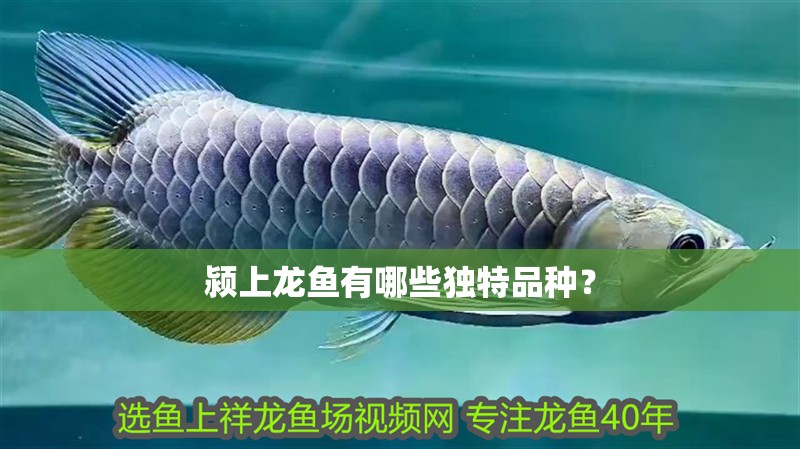 潁上龍魚有哪些獨特品種？