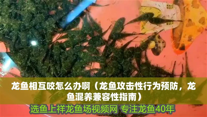 龍魚相互咬怎么辦?。堲~攻擊性行為預防，龍魚混養(yǎng)兼容性指南）