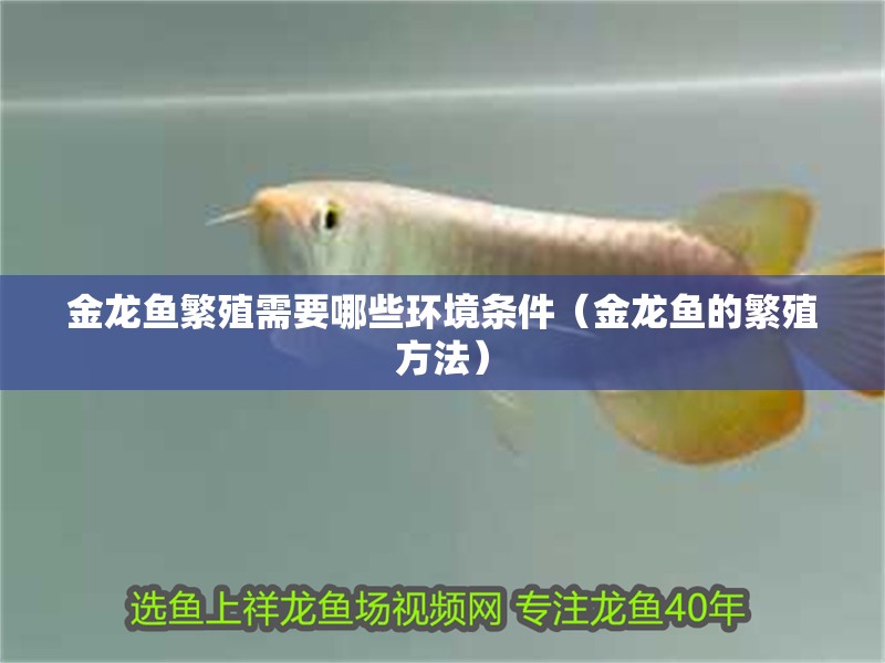 金龍魚(yú)繁殖需要哪些環(huán)境條件（金龍魚(yú)的繁殖方法）