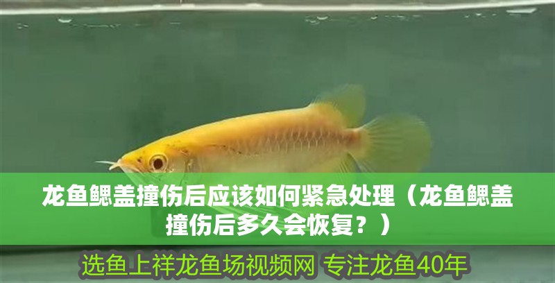龍魚鰓蓋撞傷后應該如何緊急處理（龍魚鰓蓋撞傷后多久會恢復？）