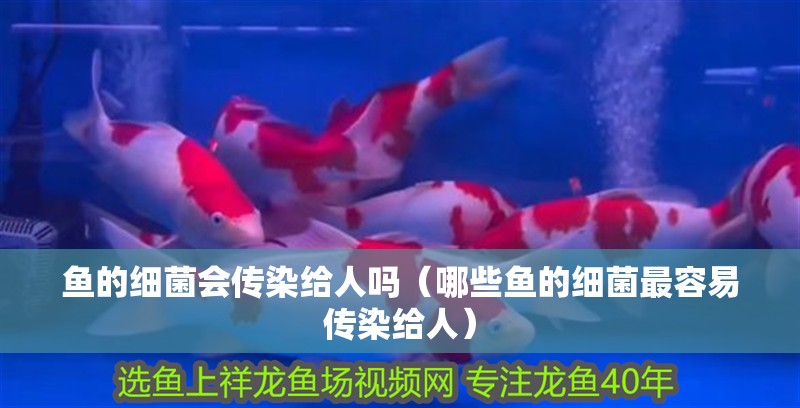魚的細菌會傳染給人嗎（哪些魚的細菌最容易傳染給人）