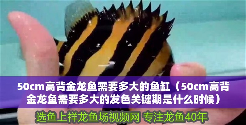 50cm高背金龍魚需要多大的魚缸（50cm高背金龍魚需要多大的發色關鍵期是什么時候）