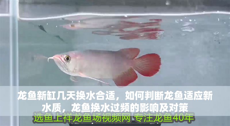 龍魚新缸幾天換水合適，如何判斷龍魚適應新水質，龍魚換水過頻的影響及對策