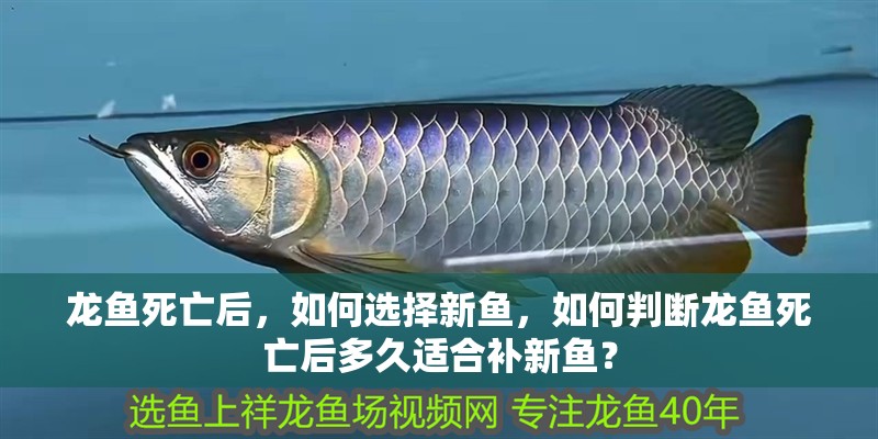 龍魚死亡后，如何選擇新魚，如何判斷龍魚死亡后多久適合補(bǔ)新魚？