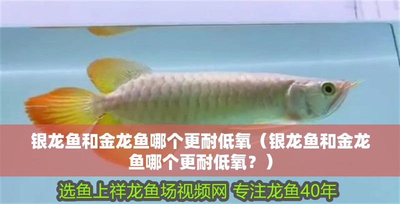 銀龍魚和金龍魚哪個更耐低氧（銀龍魚和金龍魚哪個更耐低氧？）