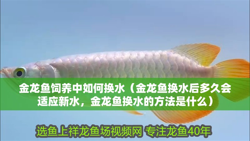 金龍魚飼養中如何換水（金龍魚換水后多久會適應新水，金龍魚換水的方法是什么）