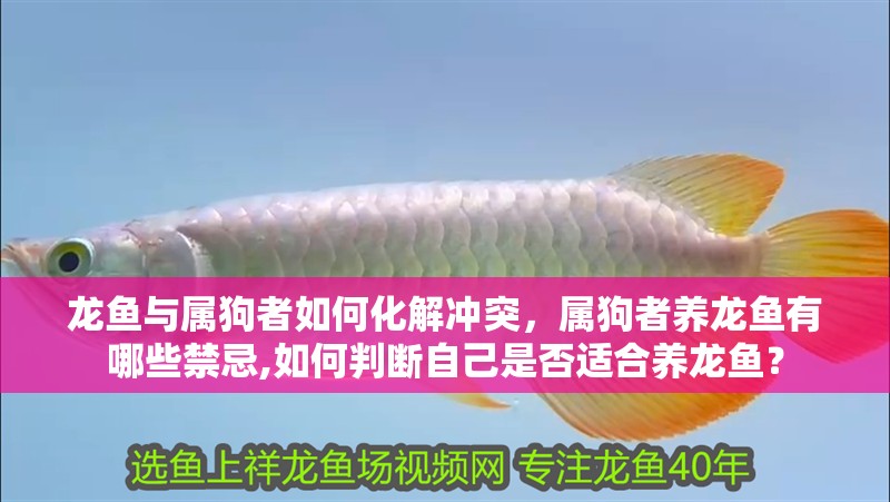 龍魚與屬狗者如何化解沖突，屬狗者養龍魚有哪些禁忌,如何判斷自己是否適合養龍魚？