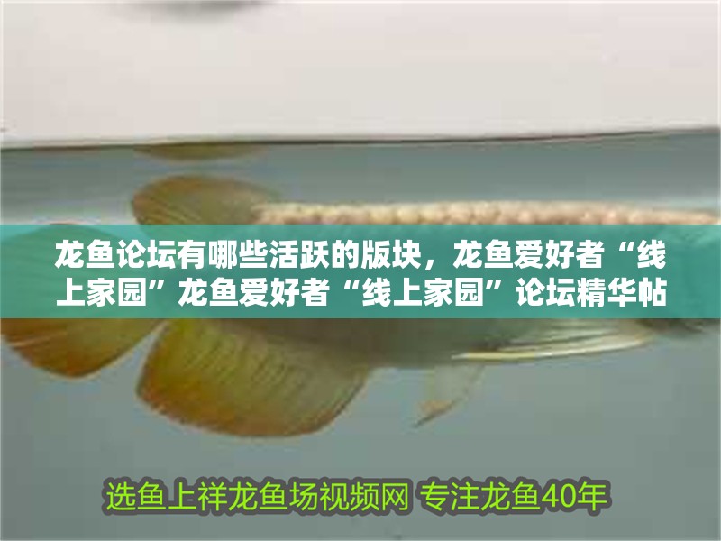 龍魚論壇有哪些活躍的版塊，龍魚愛好者“線上家園”龍魚愛好者“線上家園”論壇精華帖