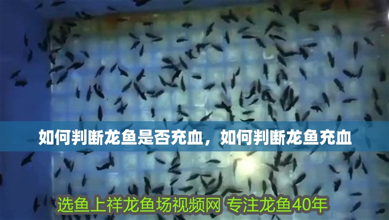 如何判斷龍魚是否充血，如何判斷龍魚充血