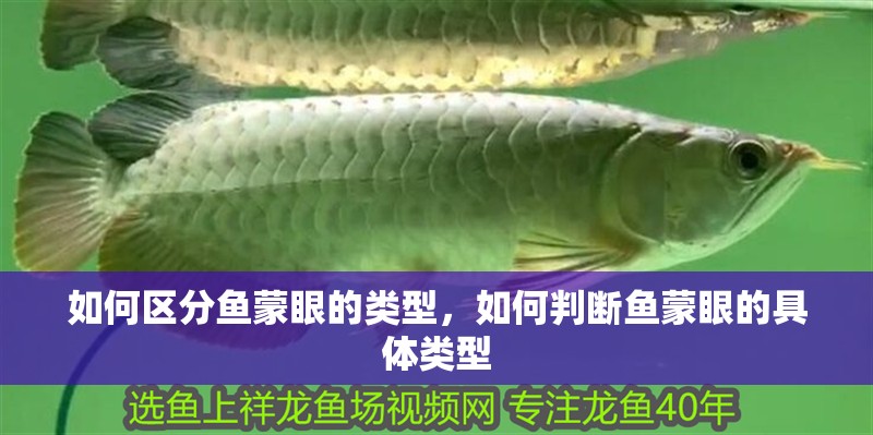 如何區(qū)分魚蒙眼的類型，如何判斷魚蒙眼的具體類型