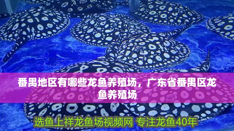 番禺地區有哪些龍魚養殖場，廣東省番禺區龍魚養殖場 番禺地區有哪些龍魚養殖場，廣東省番禺區龍魚養殖場 龍魚百科