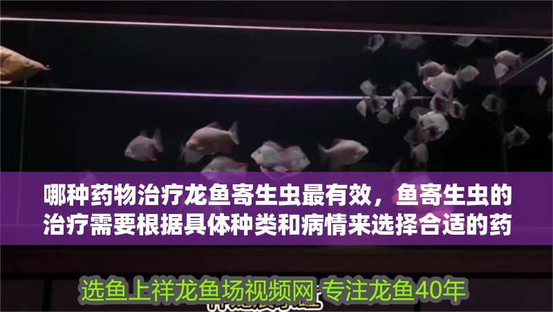 哪種藥物治療龍魚寄生蟲最有效，魚寄生蟲的治療需要根據具體種類和病情來選擇合適的藥物