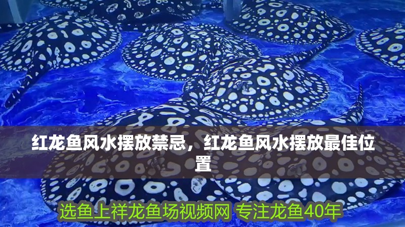 紅龍魚風(fēng)水?dāng)[放禁忌，紅龍魚風(fēng)水?dāng)[放最佳位置