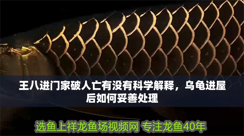王八進門家破人亡有沒有科學解釋，烏龜進屋后如何妥善處理