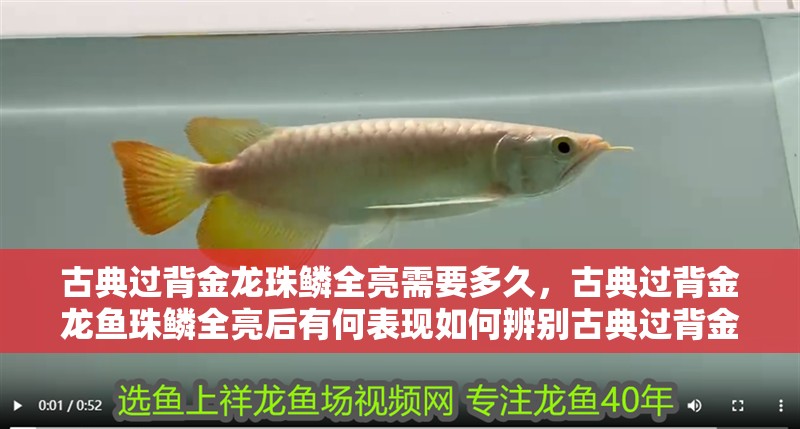 古典過背金龍珠鱗全亮需要多久，古典過背金龍魚珠鱗全亮后有何表現如何辨別古典過背金龍的真偽