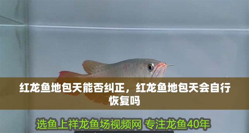 紅龍魚地包天能否糾正，紅龍魚地包天會自行恢復嗎