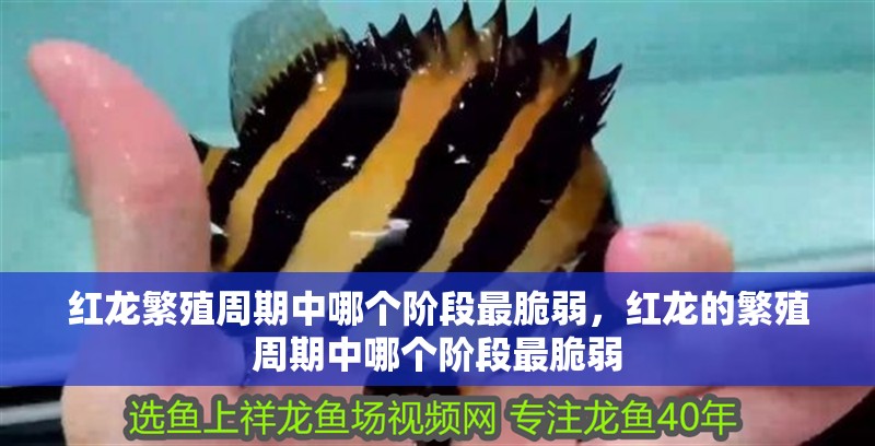 紅龍繁殖周期中哪個階段最脆弱，紅龍的繁殖周期中哪個階段最脆弱