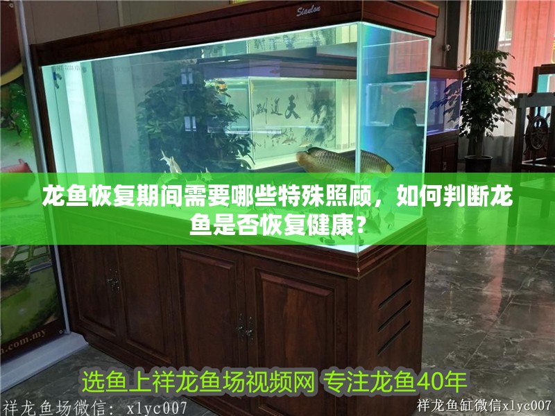 龍魚(yú)恢復(fù)期間需要哪些特殊照顧，如何判斷龍魚(yú)是否恢復(fù)健康？