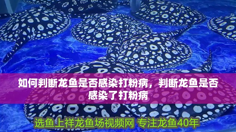 如何判斷龍魚是否感染打粉病，判斷龍魚是否感染了打粉病