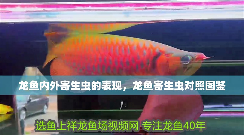 龍魚內外寄生蟲的表現，龍魚寄生蟲對照圖鑒