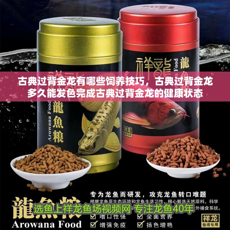 古典過背金龍有哪些飼養技巧，古典過背金龍多久能發色完成古典過背金龍的健康狀態
