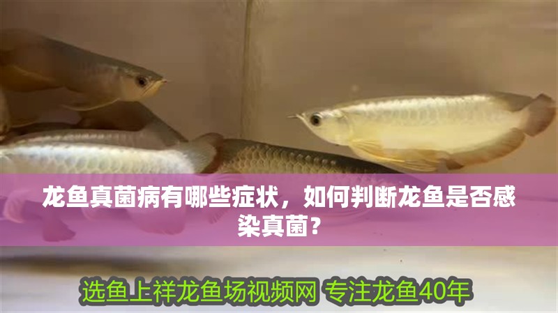 龍魚真菌病有哪些癥狀，如何判斷龍魚是否感染真菌？