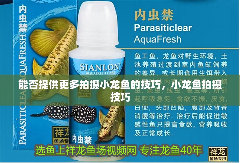 能否提供更多拍攝小龍魚的技巧，小龍魚拍攝技巧
