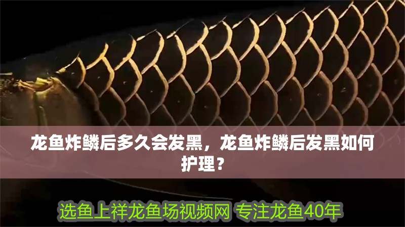 龍魚炸鱗后多久會發(fā)黑，龍魚炸鱗后發(fā)黑如何護(hù)理？