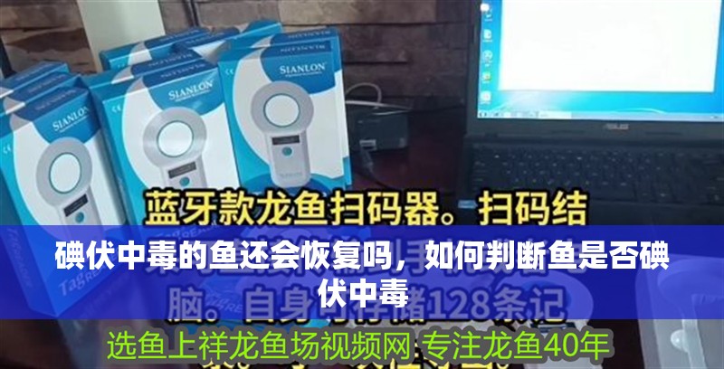 碘伏中毒的魚還會恢復嗎，如何判斷魚是否碘伏中毒