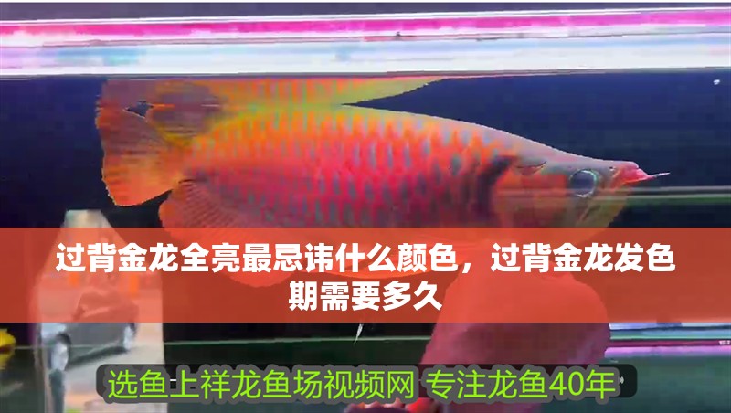 過背金龍全亮最忌諱什么顏色，過背金龍發色期需要多久