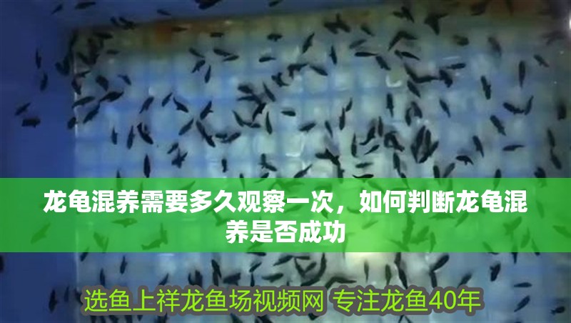 龍龜混養需要多久觀察一次，如何判斷龍龜混養是否成功