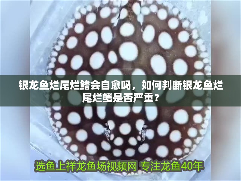 銀龍魚爛尾爛鰭會自愈嗎，如何判斷銀龍魚爛尾爛鰭是否嚴重？