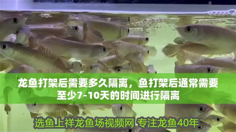龍魚打架后需要多久隔離，魚打架后通常需要至少7-10天的時間進行隔離