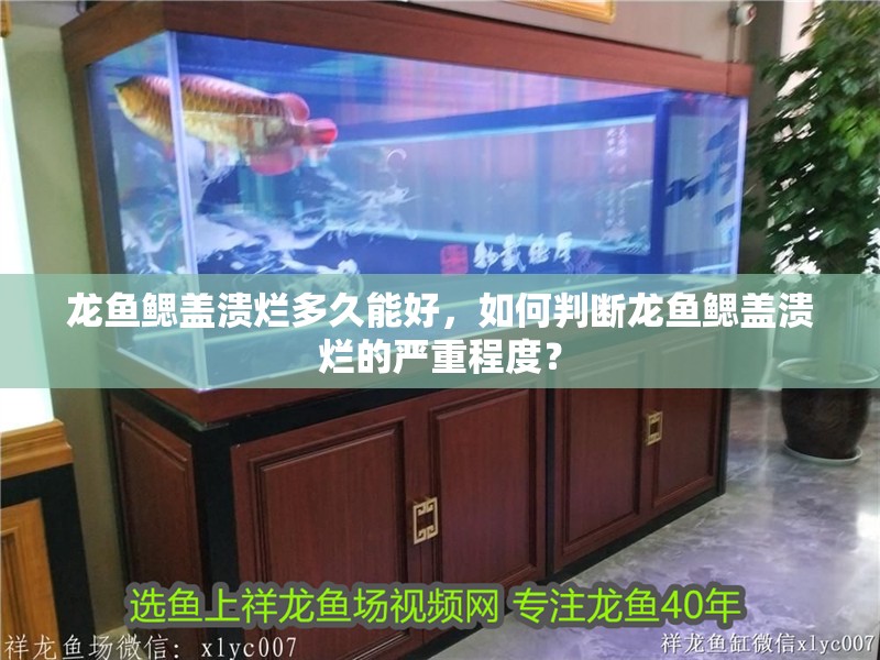 龍魚鰓蓋潰爛多久能好，如何判斷龍魚鰓蓋潰爛的嚴(yán)重程度？