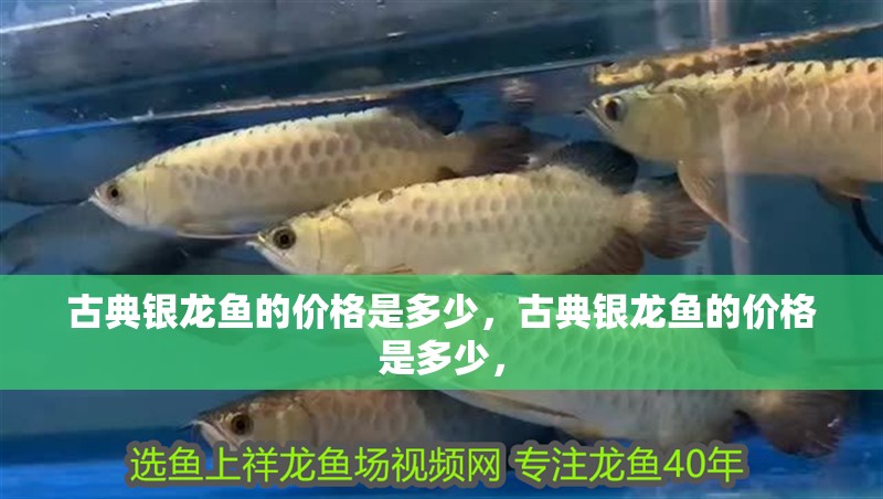 古典銀龍魚的價格是多少，古典銀龍魚的價格是多少，