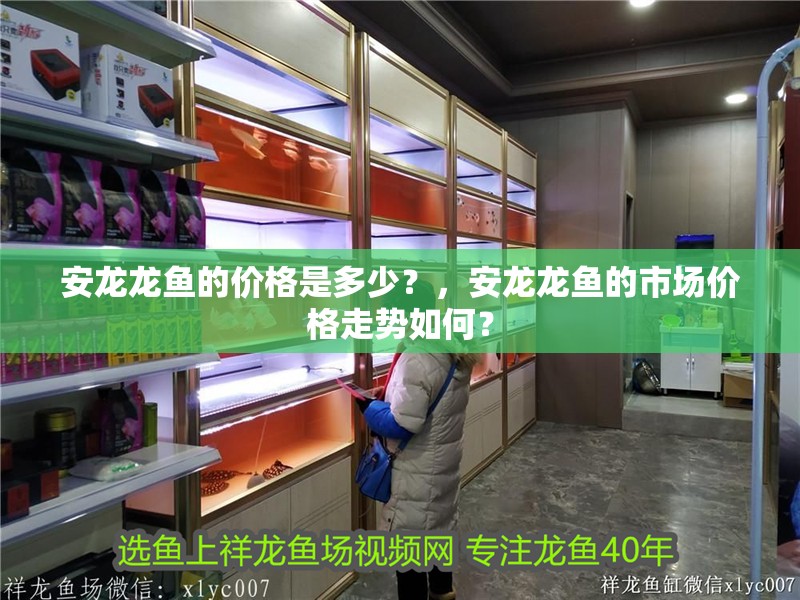 安龍龍魚的價格是多少？，安龍龍魚的市場價格走勢如何？