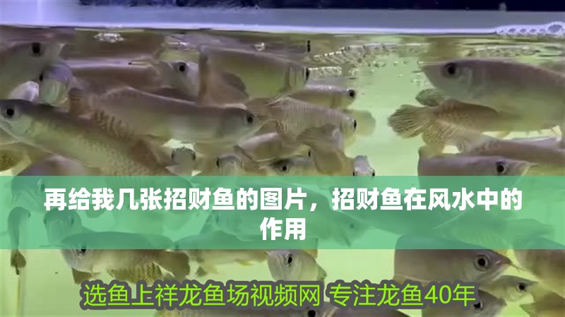 再給我?guī)讖堈胸?cái)魚的圖片，招財(cái)魚在風(fēng)水中的作用
