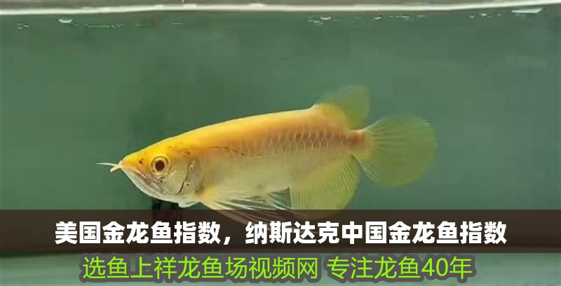 美國金龍魚指數，納斯達克中國金龍魚指數