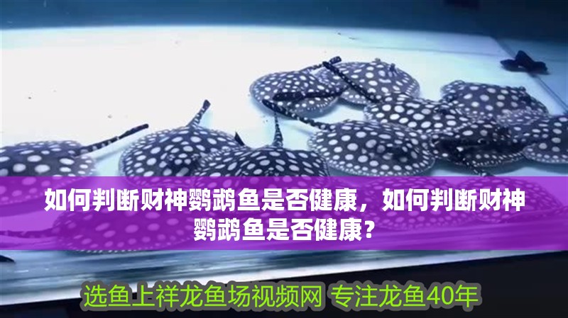 如何判斷財神鸚鵡魚是否健康，如何判斷財神鸚鵡魚是否健康？