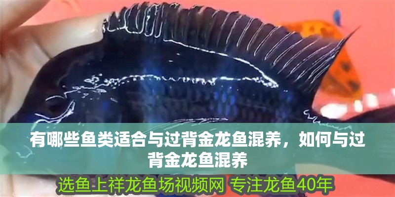有哪些魚類適合與過背金龍魚混養(yǎng)，如何與過背金龍魚混養(yǎng)