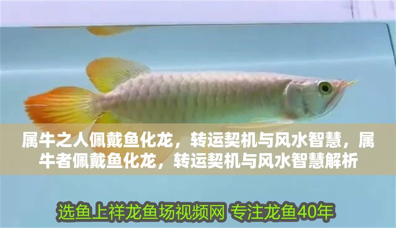 屬牛之人佩戴魚化龍，轉運契機與風水智慧，屬牛者佩戴魚化龍，轉運契機與風水智慧解析 屬牛之人佩戴魚化龍，轉運契機與風水智慧，屬牛者佩戴魚化龍，轉運契機與風水智慧解析 龍魚百科 第1張