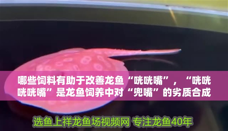 哪些飼料有助于改善龍魚“咣咣嘴”，“咣咣咣咣嘴”是龍魚飼養中對“兜嘴”的劣質合成
