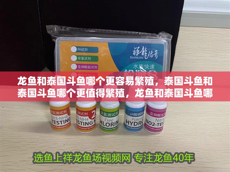 龍魚和泰國斗魚哪個更容易繁殖，泰國斗魚和泰國斗魚哪個更值得繁殖，龍魚和泰國斗魚哪個更值得繁殖