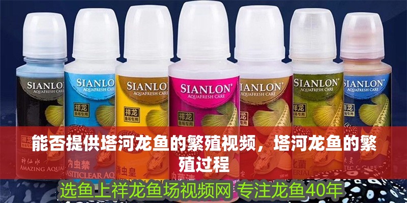 能否提供塔河龍魚的繁殖視頻，塔河龍魚的繁殖過程